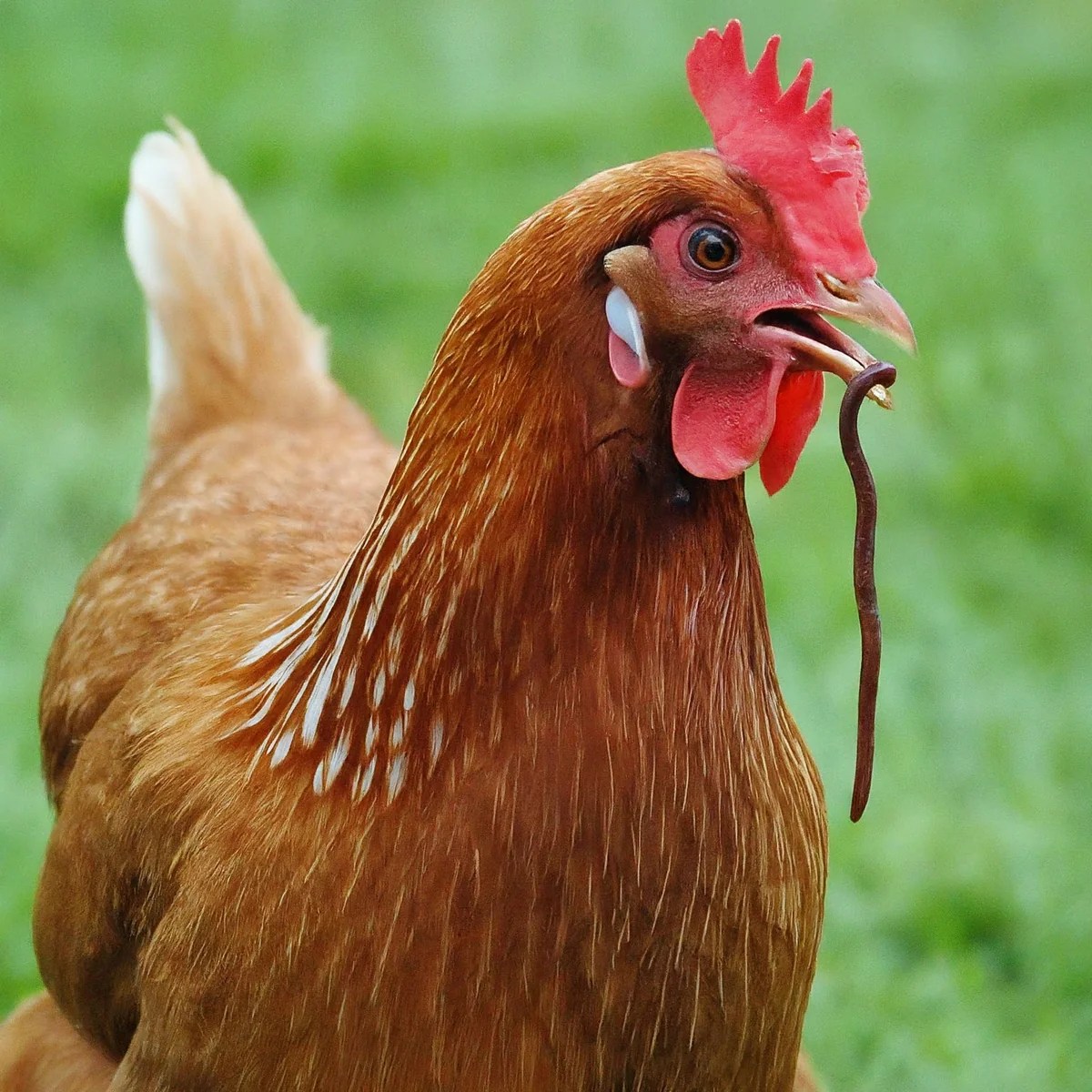 Ayam Cacingan di Patikraja, Banyumas