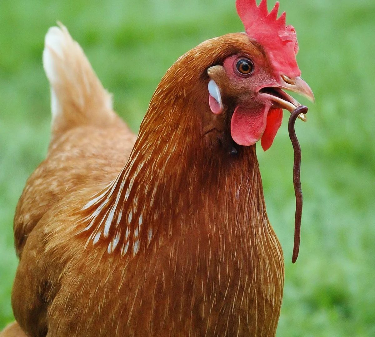 Ayam Cacingan di Patikraja, Banyumas