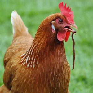 Ayam Cacingan di Patikraja, Banyumas dan Solusinya