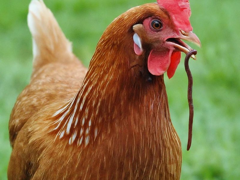 Ayam Cacingan di Patikraja, Banyumas