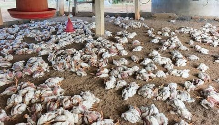 Ayam Mati Mendadak di Purwojati, Banyumas