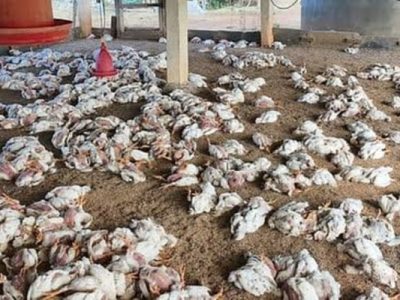 Ayam Mati Mendadak di Purwojati, Banyumas