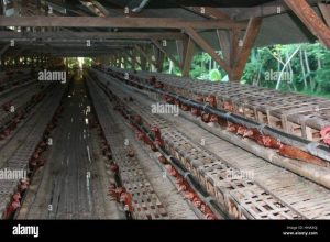 Cara Membuat Kandang Ayam di Kaligesing, Purworejo dengan Efektif