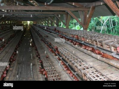 Cara Membuat Kandang Ayam di Kaligesing, Purworejo