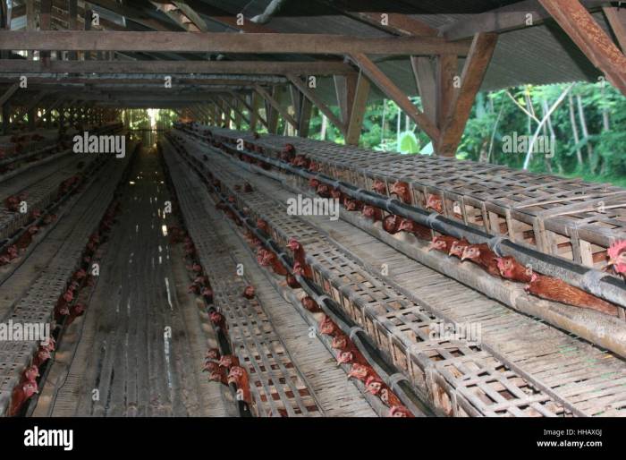 Cara Membuat Kandang Ayam di Kaligesing, Purworejo