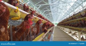Ternak Ayam Modal Kecil di Pituruh, Purworejo Sebuah Peluang Menjanjikan
