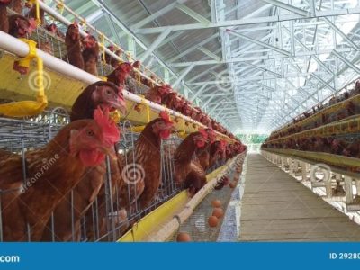 Cara Ternak Ayam di Bayan, Purworejo