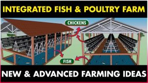 Modal Ternak Ayam di Pakuncen, Banyumas yang Menguntungkan