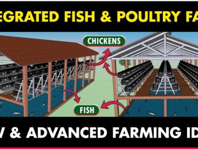 Modal Ternak Ayam di Pakuncen, Banyumas