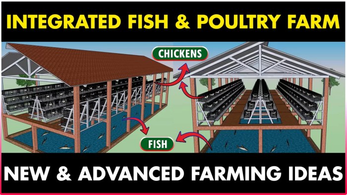 Modal Ternak Ayam di Pakuncen, Banyumas