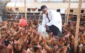 Peternak Ayam Sukses di Kaligesing, Purworejo