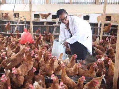 Peternak Ayam Sukses di Kaligesing, Purworejo