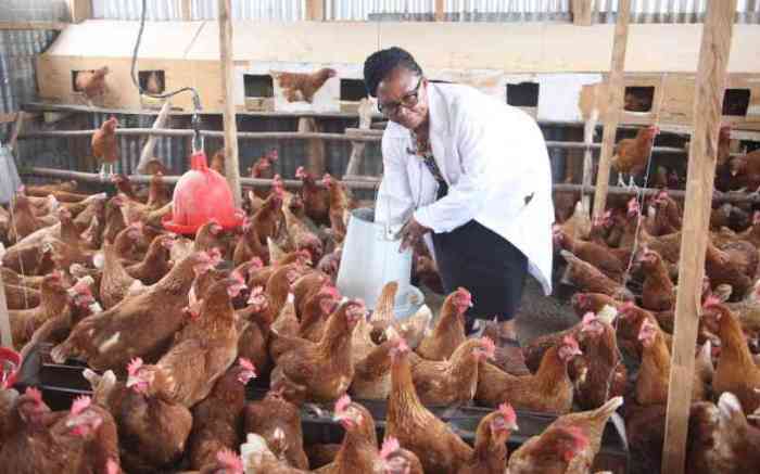 Peternak Ayam Sukses di Kaligesing, Purworejo