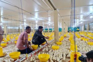 Grup Peternak Broiler di Kuwarasan, Kebumen Berkembang Pesat
