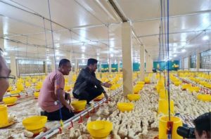 Grup Peternak Broiler di Kutoarjo, Purworejo Berkembang Pesat