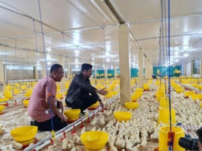 Grup Peternak Broiler di Kutoarjo, Purworejo