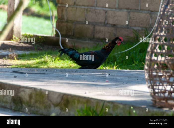 Ternak Ayam Kampung di Karanglewas, Banyumas