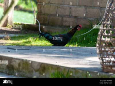 Ternak Ayam Kampung di Karanglewas, Banyumas