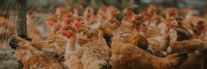 Ayam Kampung Cepat Besar di Bonorowo, Kebumen