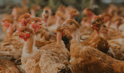 Ayam Kampung Cepat Besar di Bonorowo, Kebumen