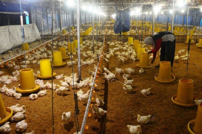 Peternak Ayam Sukses di Karanglewas, Banyumas