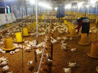 Peternak Ayam Sukses di Karanglewas, Banyumas