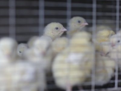 Ayam Cepat Besar di Pejagoan, Kebumen
