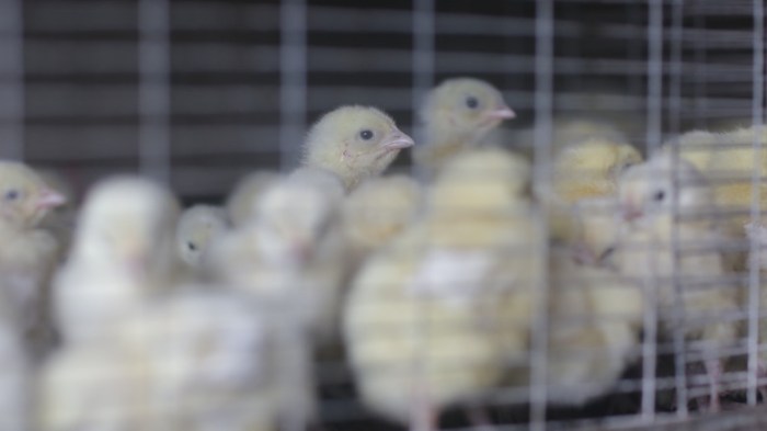 Ayam Cepat Besar di Pejagoan, Kebumen
