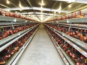 Kandang Ayam Petelur di Loano, Purworejo yang Efisien