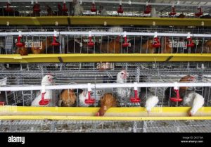 Ayam Petelur Ngorok di Ngombol, Purworejo dan Solusinya