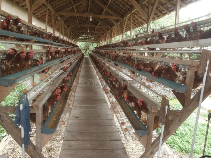 Ayam Kampung Petelur di Pakuncen, Banyumas