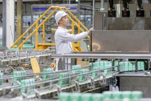 Usaha Ternak Ayam di Buayan, Kebumen yang Menjanjikan