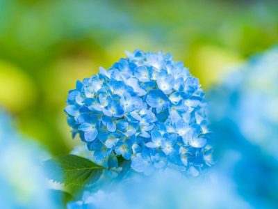 Vitamin Broiler di Jatilawang, Banyumas