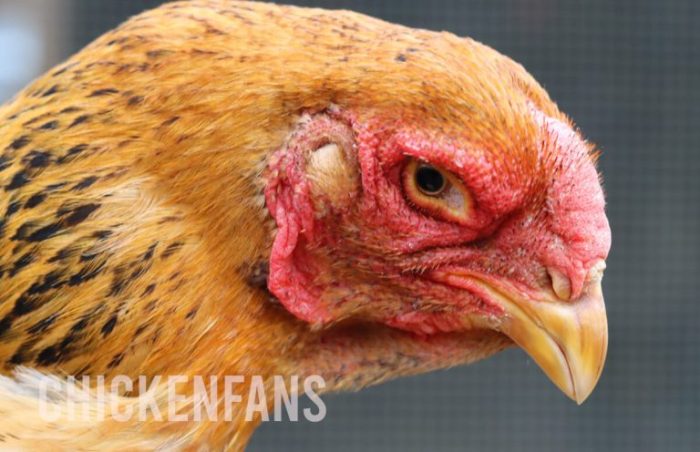 Ayam Mata Bengkak di Purwojati, Banyumas