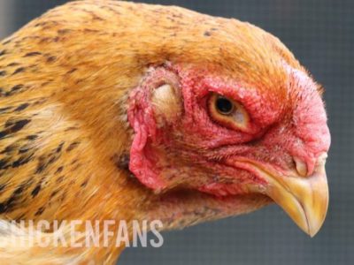 Ayam Mata Bengkak di Purwojati, Banyumas