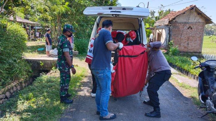 Ayam Bangkok Pukul Mati di Sruweng, Kebumen