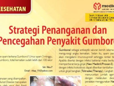 Penyakit Gumboro di Ambal, Kebumen