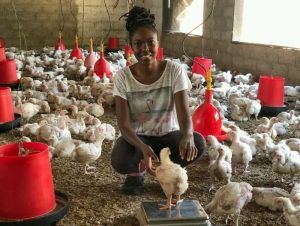 Peternak Ayam Sukses di Kutoarjo, Purworejo