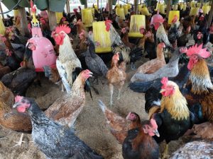 Ayam Terbesar Di Indonesia di Banyuurip Purworejo