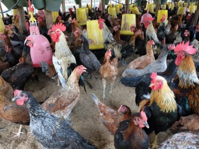 Ayam Terbesar Di Indonesia di Banyuurip, Purworejo