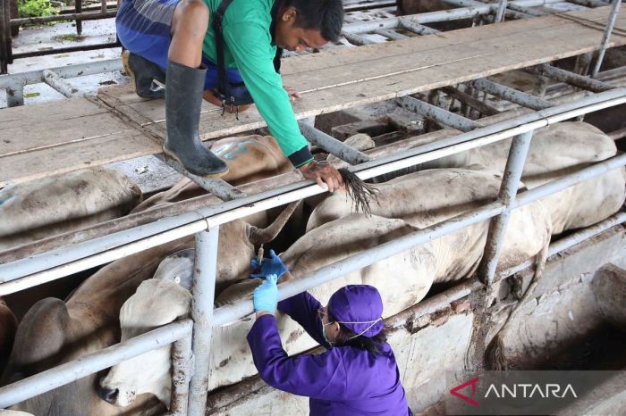 Vaksin Ayam Lengkap di Banyuurip, Purworejo