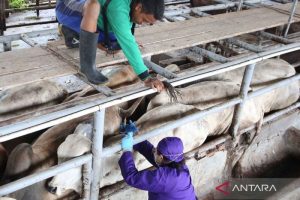 Vaksin Ayam Lengkap di Banyuurip, Purworejo