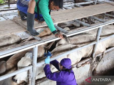 Vaksin Ayam Lengkap di Banyuurip, Purworejo
