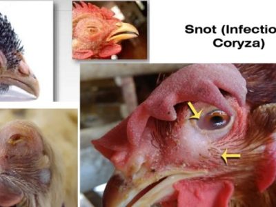 Penyakit Snot Ayam di Banyumas, Kabupaten Banyumas