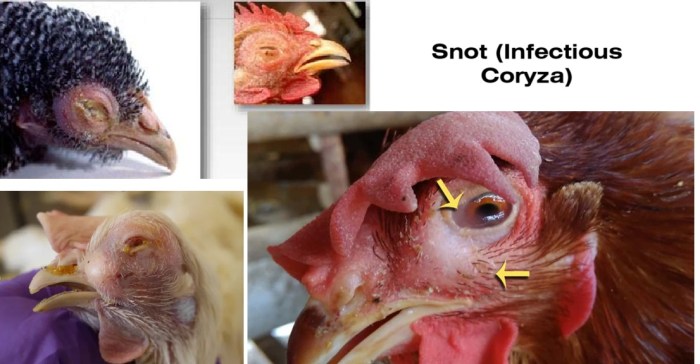 Penyakit Snot Ayam di Padureso, Kebumen