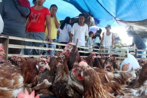 Harga Ayam Broiler di Kutoarjo, Purworejo Terkini