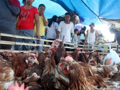 Harga Ayam Broiler di Bener, Purworejo