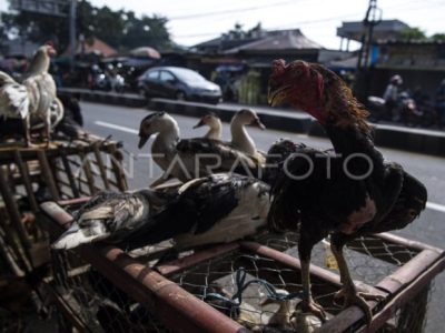 Jual Ayam Bangkok di Lumbir, Banyumas