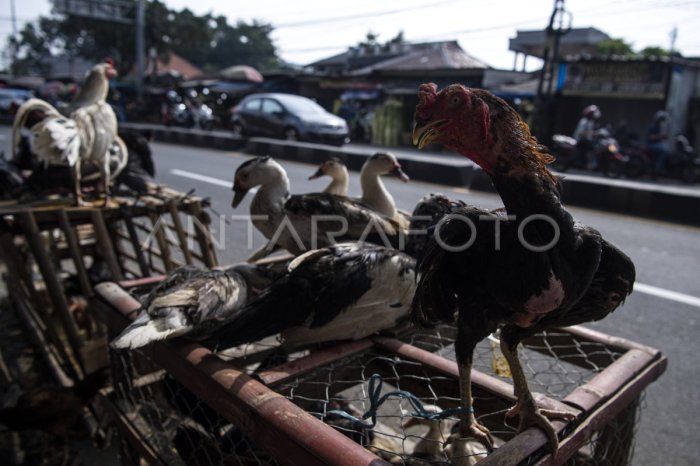Ayam Tidak Mau Makan di Kalibagor, Banyumas