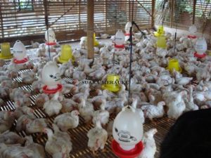 DOC Ayam Petelur di Kemiri, Purworejo yang Berkualitas
